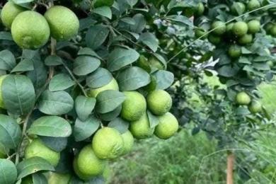 कागतीले उचित बजार नपाउँदा मारमा किसान